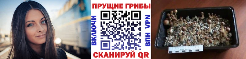 Псилоцибиновые грибы Psilocybe  Красноуфимск 